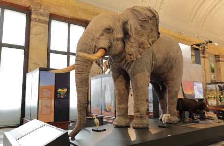 Le grand éléphant du musée