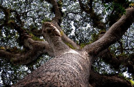 Giant tree in Luki biosphere reserve